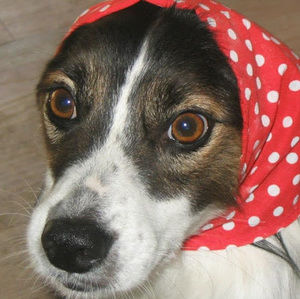 Meet your Posher, Irene